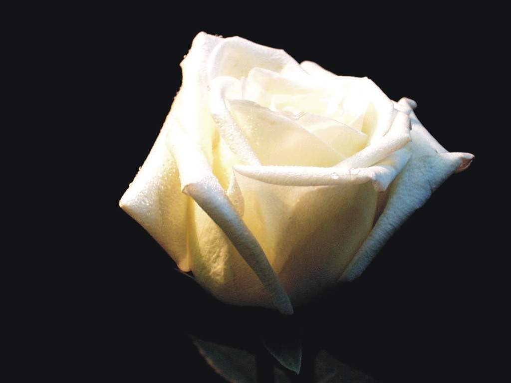 [white-rose.jpg]
