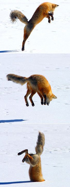 [snow-diving-fox.jpg]