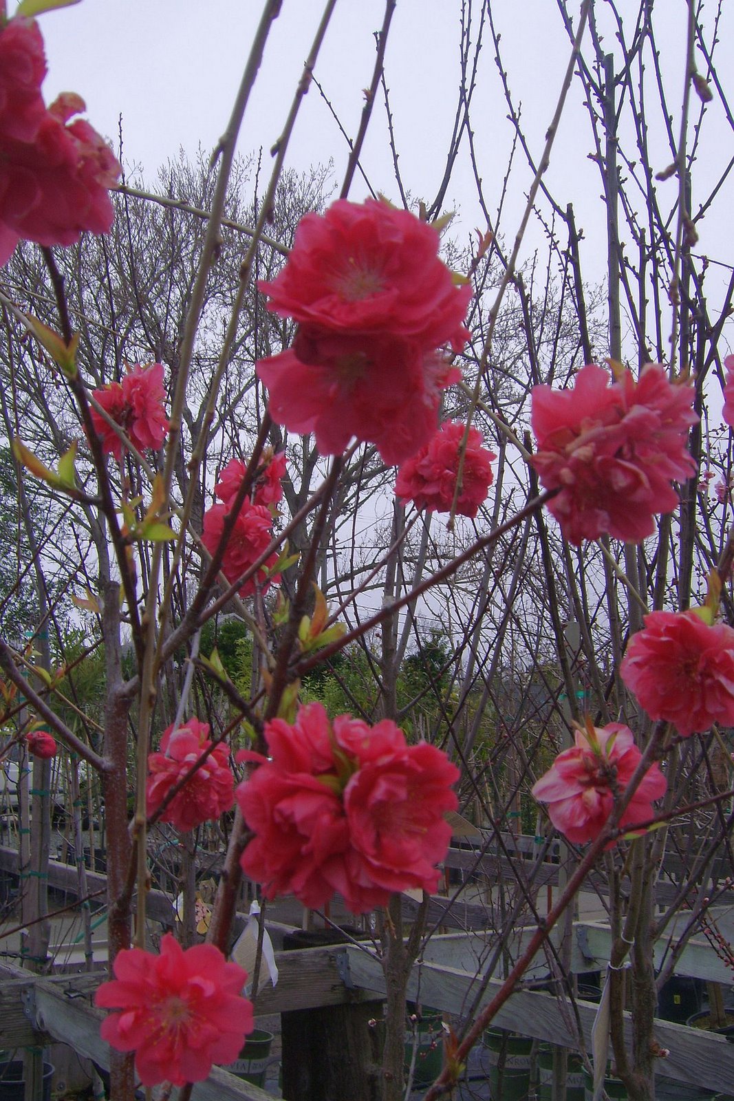 [flowering+peach.jpg]