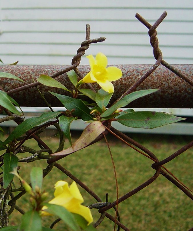 [fence+yellow+jasmine+3++011.jpg]