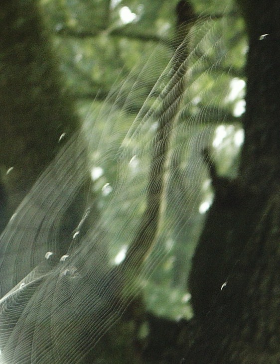 [spider+web+007.JPG]