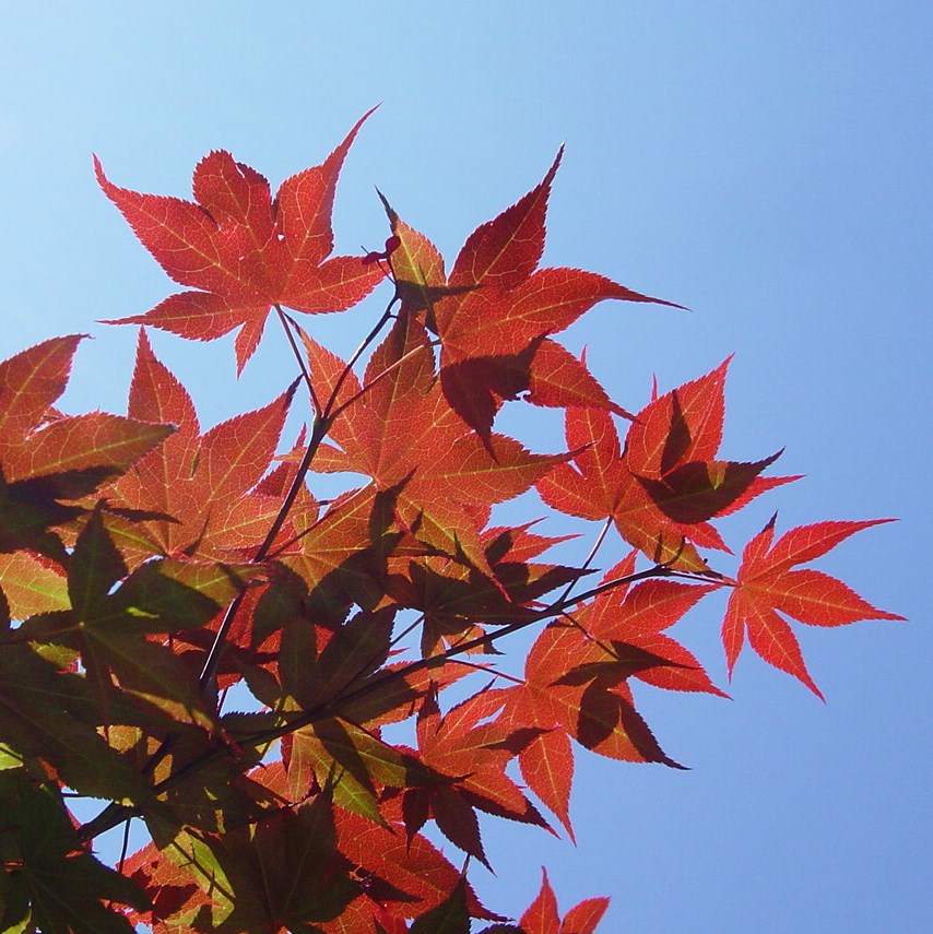 [Memphis+red+leaves+014.jpg]