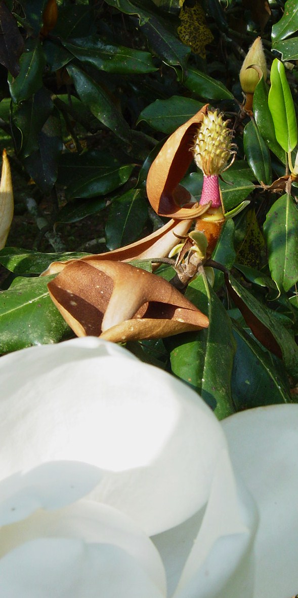 [3-stage+magnolia+027.jpg]