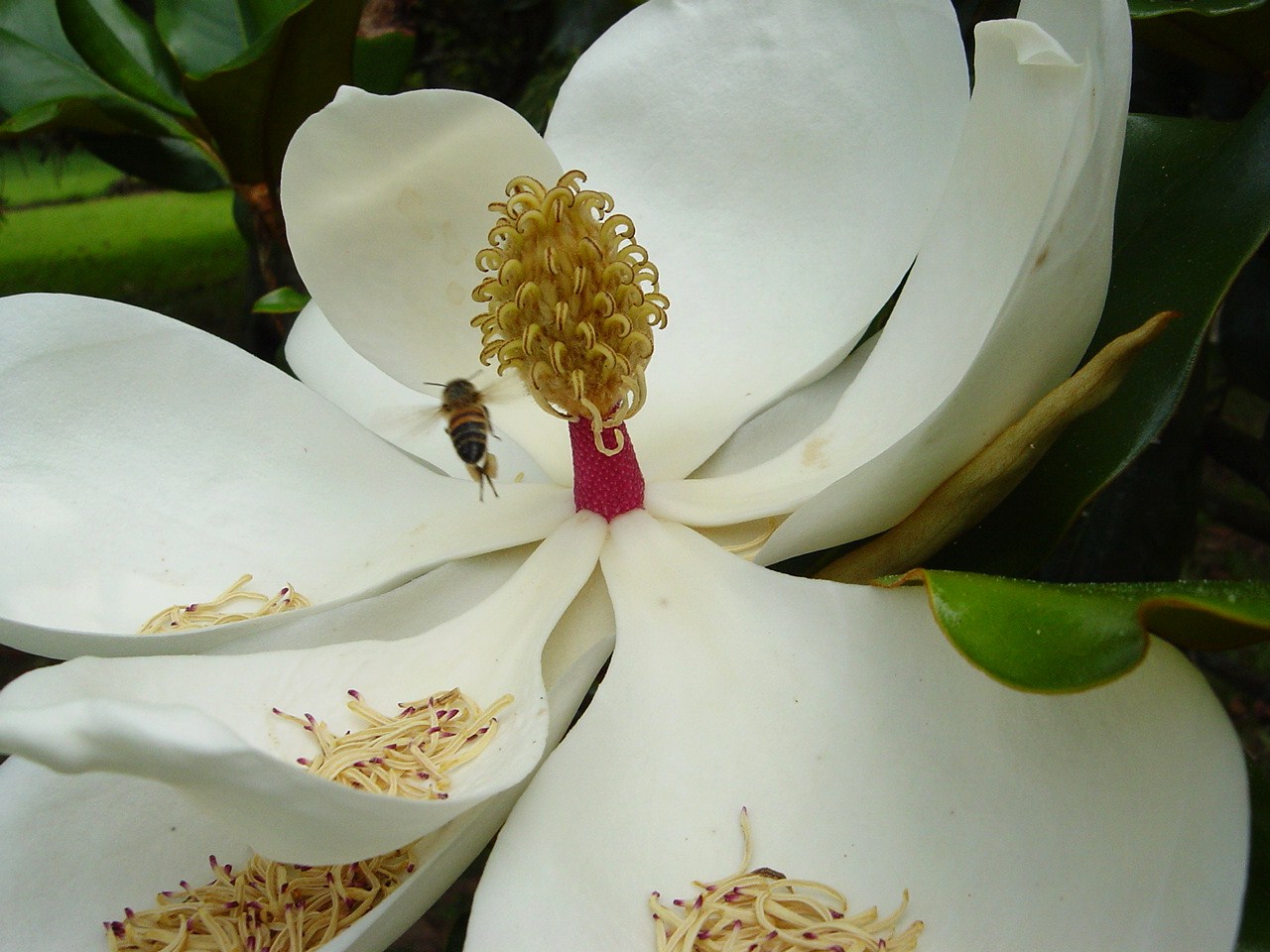 [bee,+magnolia+05-08+007.JPG]