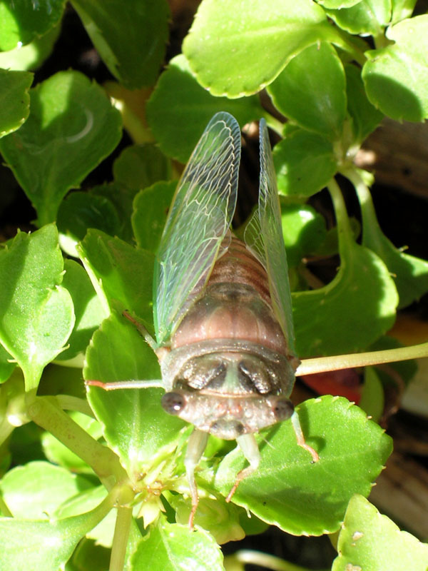 [cicada+top.jpg]