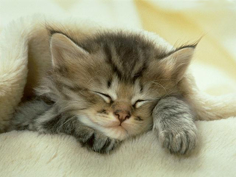 [sleepy_cat.jpg]