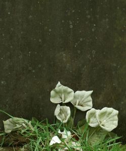[725182_flowers_on_a_gravestone.jpg]