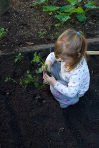 [1023343_little_girl_planting_carrot_seedling_.jpg]