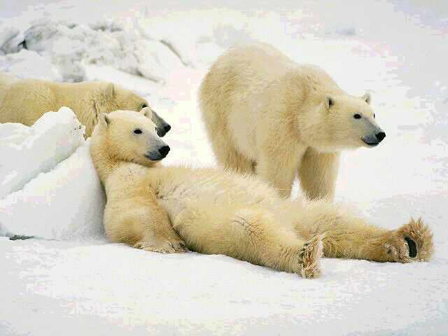 [3+lazy+polar+bears.jpg]