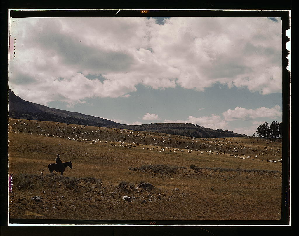 [montana-shepherd1940s.jpg]