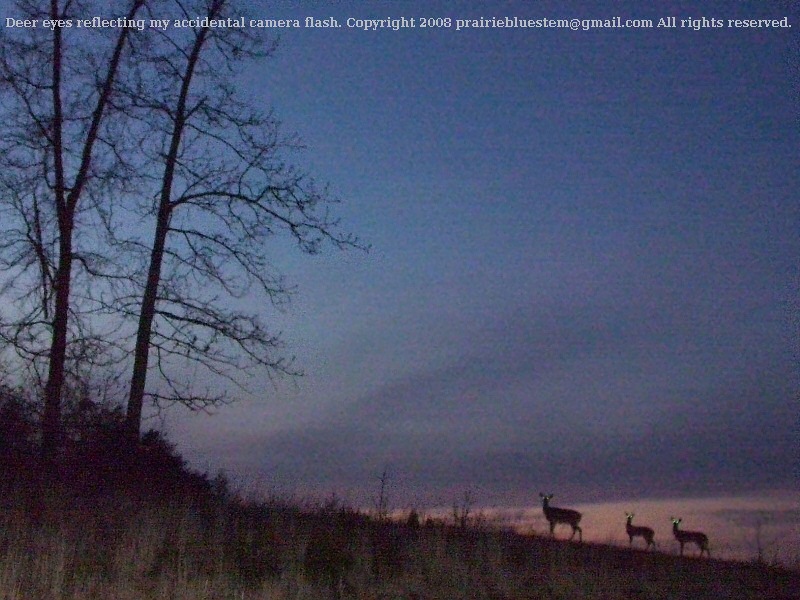[deer-at-night.jpg]