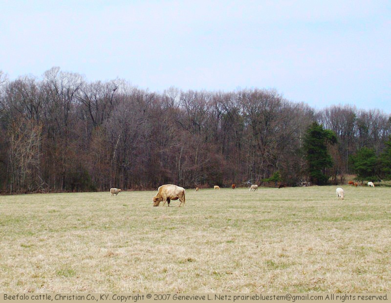 Cattle herd in Christian County, KY