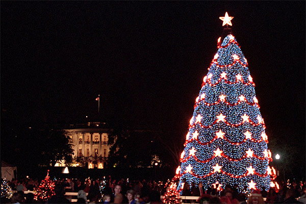 [blue-spruce-christmas-tree.jpg]