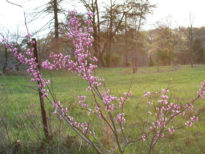 Young redbud blooming