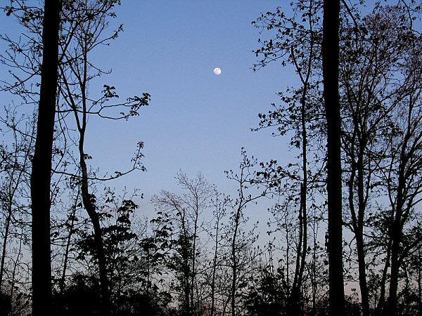 [moon-over-woods1.jpg]
