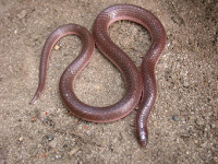 Image of worm snake, Carphophis amoenus