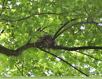 Mourning dove nest