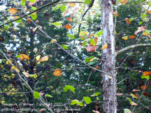 [sycamore-autumn-leaves.jpg]