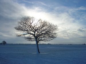 [811703_winter_tree.jpg]