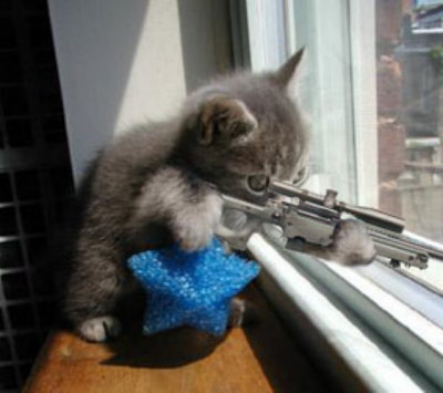 [sniping+kitten.jpg]