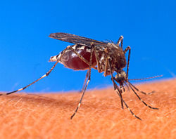 [250px-Aedes_aegypti_biting_human.jpg]
