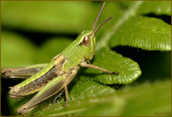 [Grasshopper-.jpg]