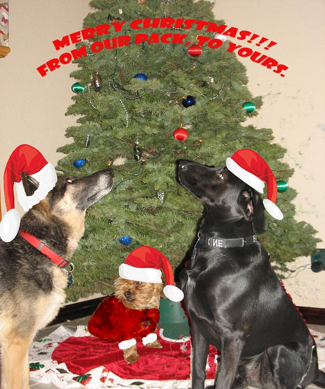 [Dog+Christmas+Card.JPG]