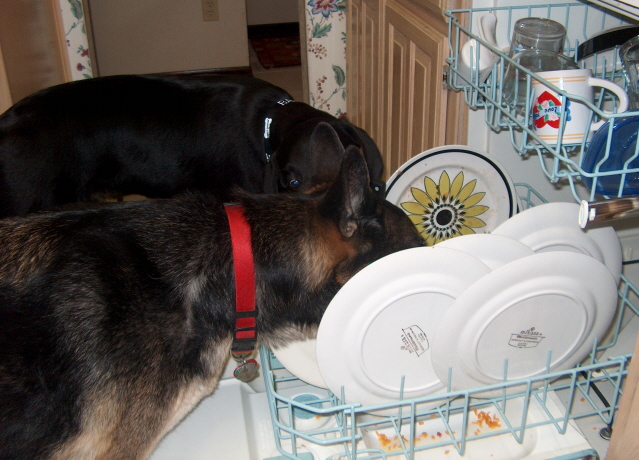 [dogs+dishwash.jpg]