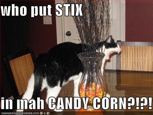 [funny-pictures-candycorn-cat.jpg]
