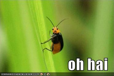 [funny-pictures-oh-hai-bug.jpg]