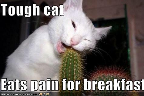[funny-pictures-cat-eats-pain-for-breakfast.jpg]