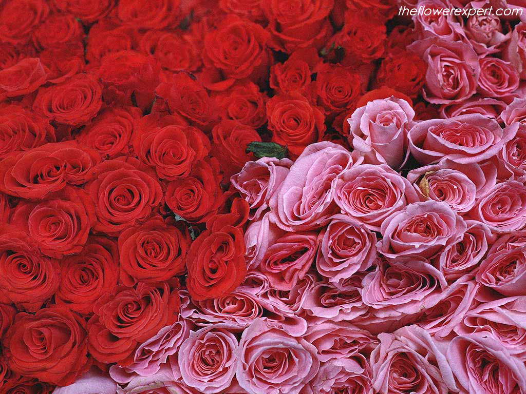 [flower-expert-red-and-pink-roses.jpg]