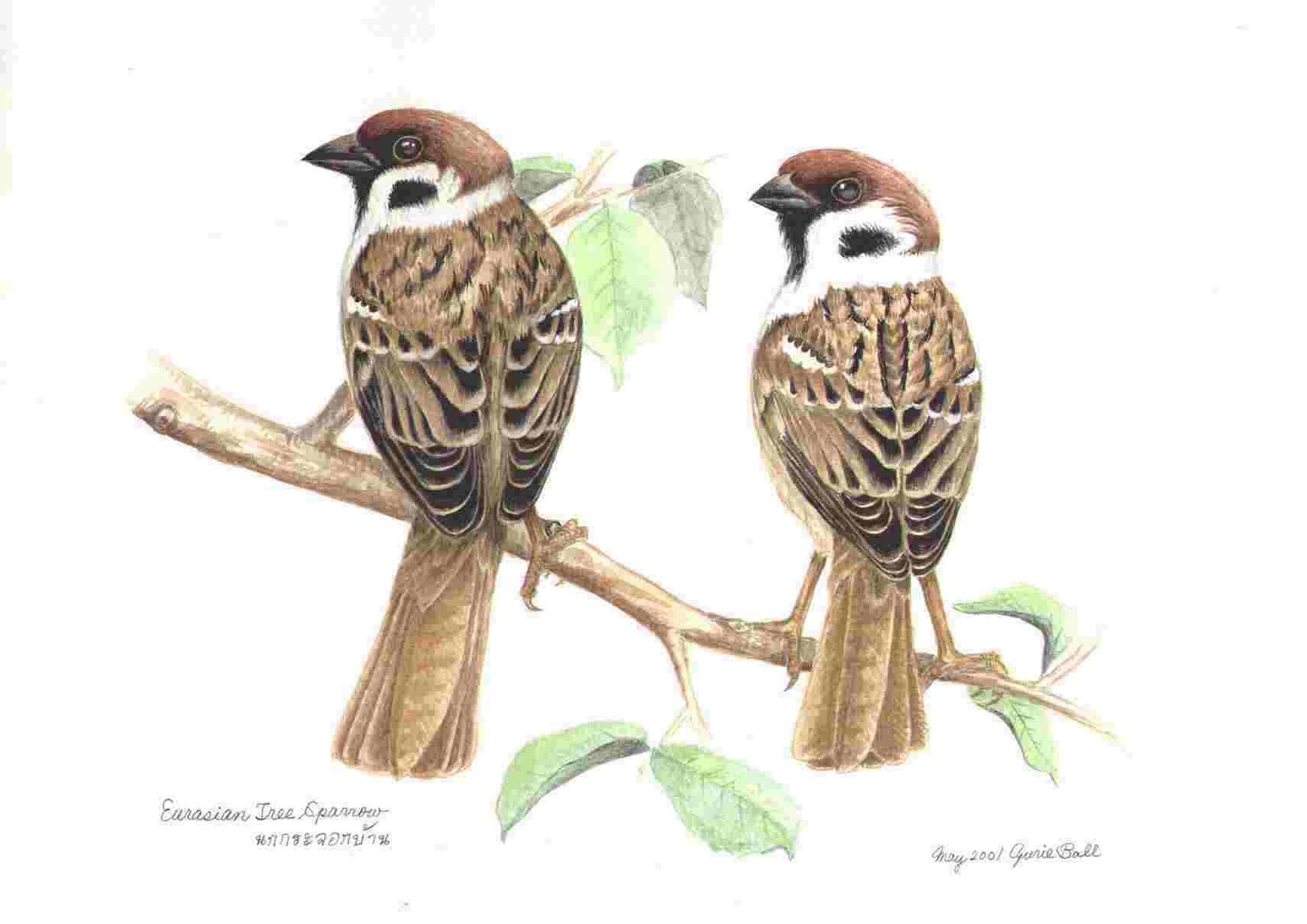 [Tree+Sparrows+(pair+2).JPG]