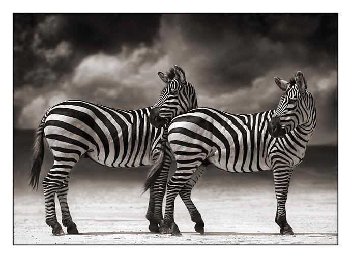 [006_Portrait-of-Two-Zebras-.jpg]