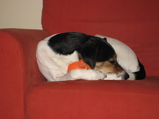 Sadie napping with her toy version 1