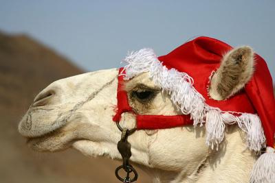 [christmas-camel.jpg]