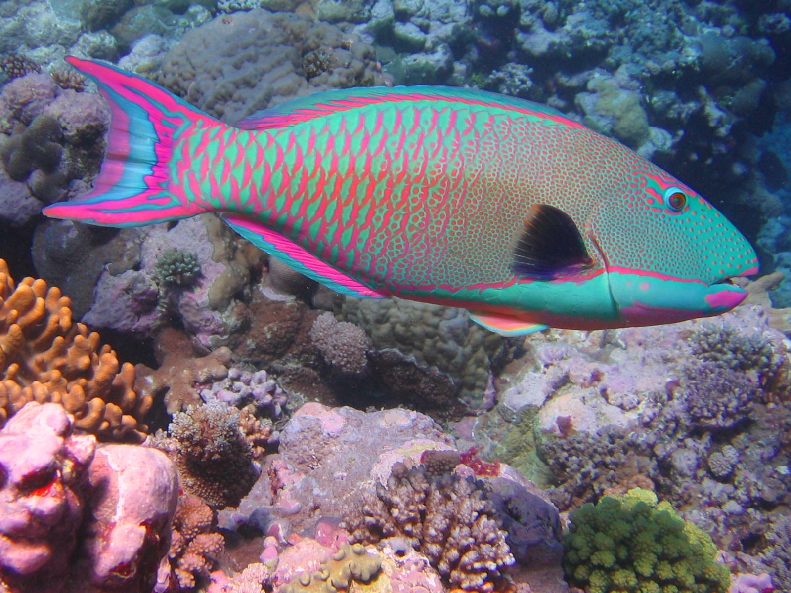 [Bicolor_parrotfish.jpg]