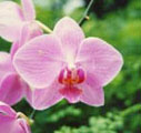 [orchida.jpg]