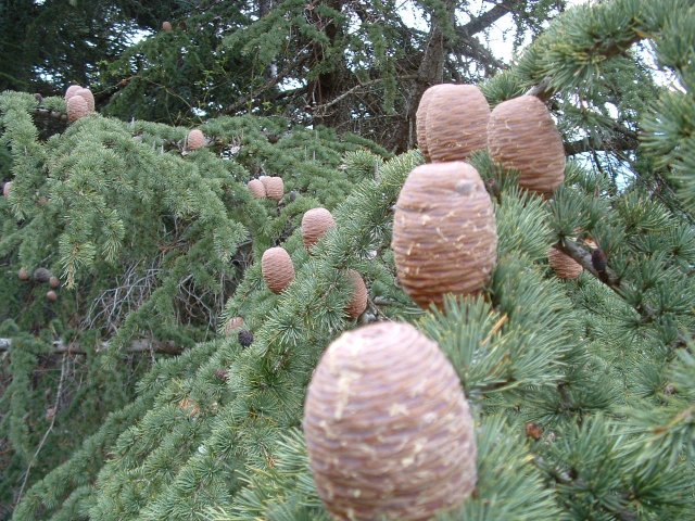 [035+Pine+cones.jpg]