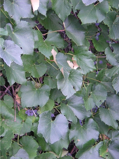 close-up of grape vine