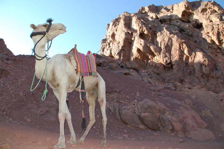 [The+Mt.+Sinai+taxi,+compliments+of+the+Bedouin.JPG]