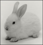 [bunny.jpg]