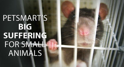 [small+animals-big+suffering.jpg]