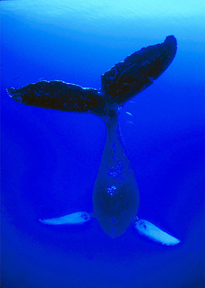 [whale_Hawaii.jpg]