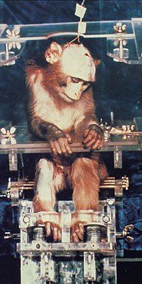 [BWC-vivisection-monkey.jpg]
