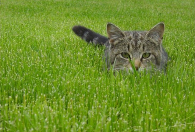 [Cat_grass.jpg]