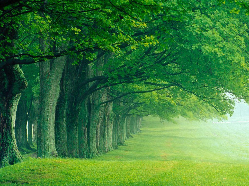 [Trees_green.jpg]