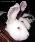 [rabbits_Vita.jpg]