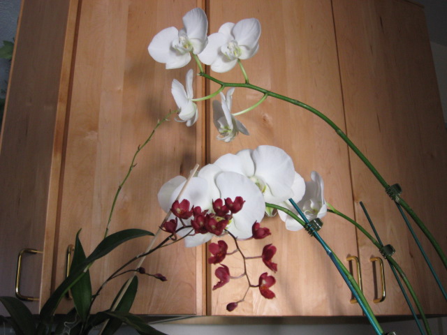 [orchid03.jpg]