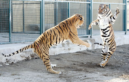 [Tango+of+the+South+China+Tigers+By+Reuters.jpg]
